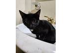 Cool Whip, Domestic Shorthair For Adoption In Pitman, New Jersey