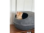 Gourdy, Domestic Shorthair For Adoption In Pitman, New Jersey
