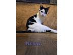 Mystic, Domestic Shorthair For Adoption In Wilson, North Carolina