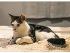 Chocolate Chippy, Domestic Shorthair For Adoption In Alpharetta, Georgia