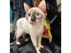 Ava #fabulous-four, Siamese For Adoption In Houston, Texas
