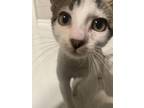 Atom, Domestic Shorthair For Adoption In Tucson, Arizona