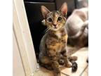 Abby #fabulous-four, Domestic Shorthair For Adoption In Houston, Texas