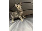 Mushroom Princess, Domestic Shorthair For Adoption In Newport, North Carolina