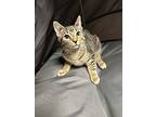 Toadette, Domestic Shorthair For Adoption In Newport, North Carolina