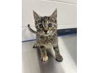 Gruyere, Domestic Shorthair For Adoption In Sheboygan, Wisconsin