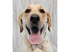 Quill *foster Needed*, Labrador Retriever For Adoption In New York, New York