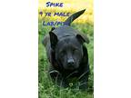 Spike, Labrador Retriever For Adoption In Locust Grove, Virginia