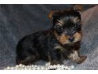 tootsie