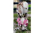 Babys â¡Beautiful Mini Horses Mini Donkeys Family Quality