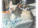 French Bulldog PUPPY FOR SALE ADN-844036 - Registered French Bulldog
