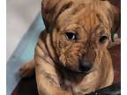 American Pit Bull Terrier PUPPY FOR SALE ADN-844034 - Rare tigerlike markings