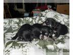 Schnauzer (Miniature) PUPPY FOR SALE ADN-844027 - Adorable puppies