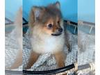 Pomeranian PUPPY FOR SALE ADN-844025 - Pomeranian Boy Puppy