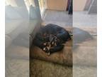 Doberman Pinscher PUPPY FOR SALE ADN-844021 - Doberman pups