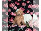 Miniature Labradoodle PUPPY FOR SALE ADN-843998 - F1b Mini Labradoodle Puppy