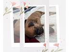 Boxer PUPPY FOR SALE ADN-843965 - BeautifulBoxerBabies