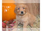 Golden Retriever PUPPY FOR SALE ADN-843870 - Golden Retriever ACA REGISTRATION