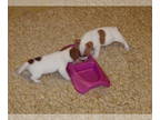 Jack Russell Terrier PUPPY FOR SALE ADN-843951 - ZINCMACS SHORTY JACKS