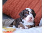 Bernedoodle PUPPY FOR SALE ADN-843947 - Beautiful Bernedoodles