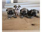 Mal-Shi PUPPY FOR SALE ADN-843942 - Teddy Bear Puppies
