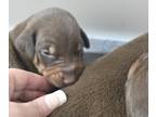 Doberman Pinscher PUPPY FOR SALE ADN-843936 - Red AKC Pups for Sale