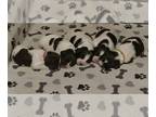 Brittany PUPPY FOR SALE ADN-843922 - Lolas Brittany puppies