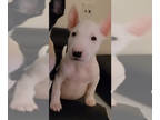 Bull Terrier PUPPY FOR SALE ADN-843867 - Target Dog mini Bull terrier