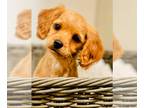 Cavapoo PUPPY FOR SALE ADN-843836 - Miniature Cavapoo