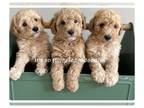 Miniature Labradoodle PUPPY FOR SALE ADN-843826 - Mini multigenerational