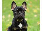 French Bulldog PUPPY FOR SALE ADN-844026 - Sweet boys looking for furever home