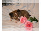 Shetland Sheepdog PUPPY FOR SALE ADN-843828 - liter of 4 pups