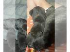 Cane Corso PUPPY FOR SALE ADN-843964 - Cane corso 8weeks