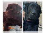 Labrador Retriever PUPPY FOR SALE ADN-843962 - AKC Chocolate and black labrador