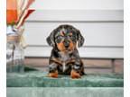 Dachshund PUPPY FOR SALE ADN-843918 - Beautiful Dachshund Puppies
