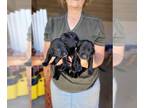 Labrador Retriever PUPPY FOR SALE ADN-843881 - AKC Labrador Retriever Litter