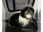 Shih Tzu PUPPY FOR SALE ADN-843832 - Akc snoopy