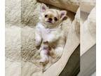 Chihuahua PUPPY FOR SALE ADN-843820 - Bop and Benny