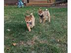 Shiba Inu PUPPY FOR SALE ADN-843814 - Lukie and Julius