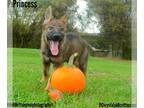 German Shepherd Dog PUPPY FOR SALE ADN-844035 - Princess