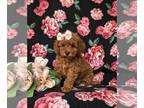 Cock-A-Poo PUPPY FOR SALE ADN-844032 - Super cute F1bb Cockapoo Puppy