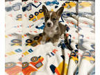 Welsh Cardigan Corgi PUPPY FOR SALE ADN-844024 - Autumn