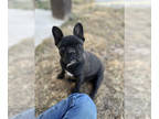 French Bulldog PUPPY FOR SALE ADN-844015 - French Bulldog