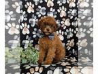 Lhasa-Poo PUPPY FOR SALE ADN-844006 - Adorable Lhasapoo Puppy