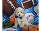 Maltipoo PUPPY FOR SALE ADN-844004 - Toy Maltipoo Puppy