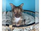 Chihuahua PUPPY FOR SALE ADN-843995 - Chihuahua Boy Puppy