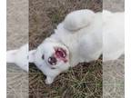 Great Pyrenees PUPPY FOR SALE ADN-843993 - Great Pyrenees puppies