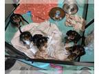 Cavalier King Charles Spaniel PUPPY FOR SALE ADN-843980 - Two Little Cavaliers