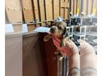 Dachshund PUPPY FOR SALE ADN-843978 - Pie bald