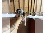 Dachshund PUPPY FOR SALE ADN-843977 - Silver dapple